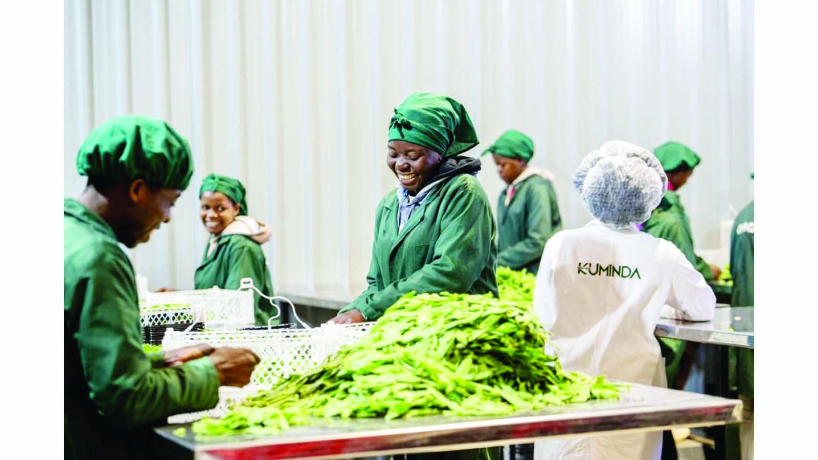 Zim set to double pea exports to 10 000t this year